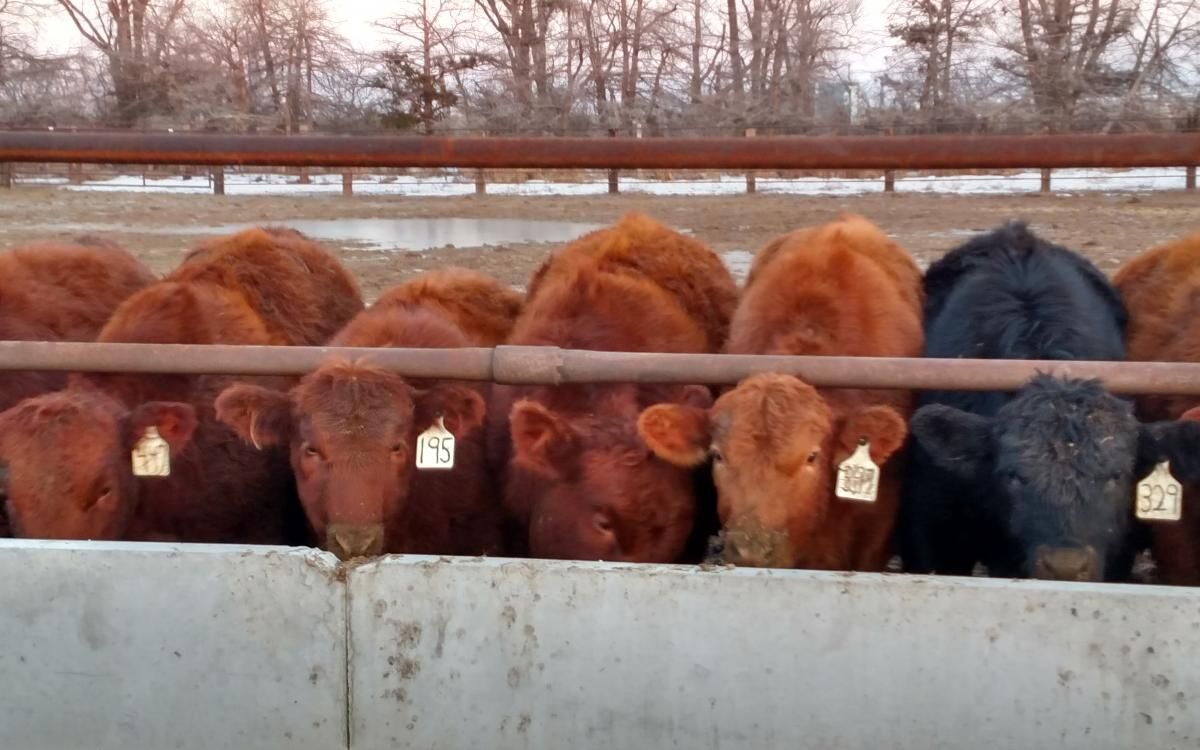 FL Cattle at Bunk